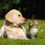 El sueño de los animales: significados y propósitos en nuestros sueños