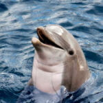 El significado simbólico de soñar con delfines y cómo interpretarlo en diferentes situaciones
