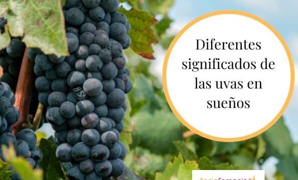 Descubre el significado de soñar con uvas moradas