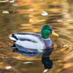 El sueño de un pato: significados e interpretaciones
