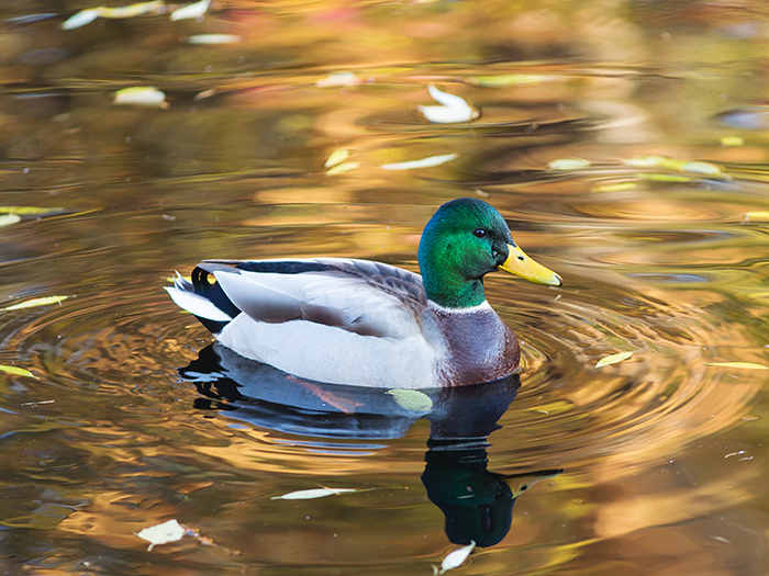 El sueño de un pato: significados e interpretaciones