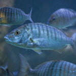 El significado de los sueños con peces y cómo interpretarlos para entender su propósito en nuestra vida