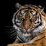 La interpretación de soñar con un Tigre: consejos y significados para entender tus visiones