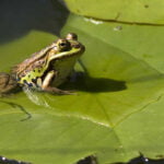 Significado y significado simbólico de soñar con ranas en nuestra vida real